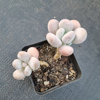 Pachyphytum sp. 白美人