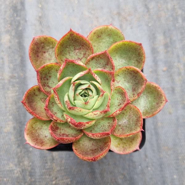 GLGhybrid Echeveria Sweet Amaryllis 丹顶红