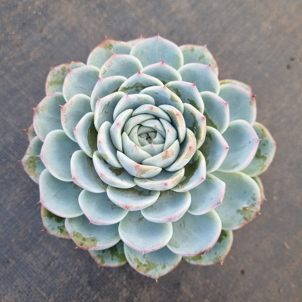 11cm pot Echeveria Crystal Rose 水晶玫瑰11cm盆