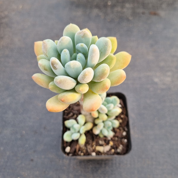 Pachyveria Clavifolia 灯美人