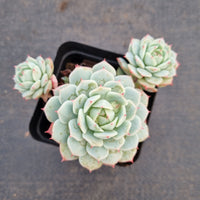 Echeveria Derenbergii 静夜