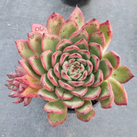 GLGhybrid 11cm pot Echeveria Agavoides hybrid 冬云杂