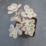 GLGhybrid Graptopetalum Bernalense X Superbum 阿伦培杂华丽风车