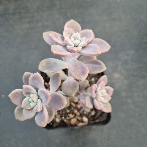 GLGhybrid Graptopetalum Bernalense X Superbum 阿伦培杂华丽风车