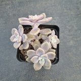 GLGhybrid Graptopetalum Bernalense X Superbum 阿伦培杂华丽风车