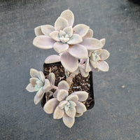 GLGhybrid Graptopetalum Bernalense X Superbum 阿伦培杂华丽风车