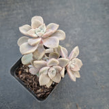 GLGhybrid Graptopetalum Bernalense X Superbum 阿伦培杂华丽风车