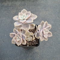 GLGhybrid Graptopetalum Bernalense X Superbum 阿伦培杂华丽风车