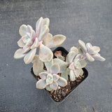 GLGhybrid Graptopetalum Bernalense X Superbum 阿伦培杂华丽风车