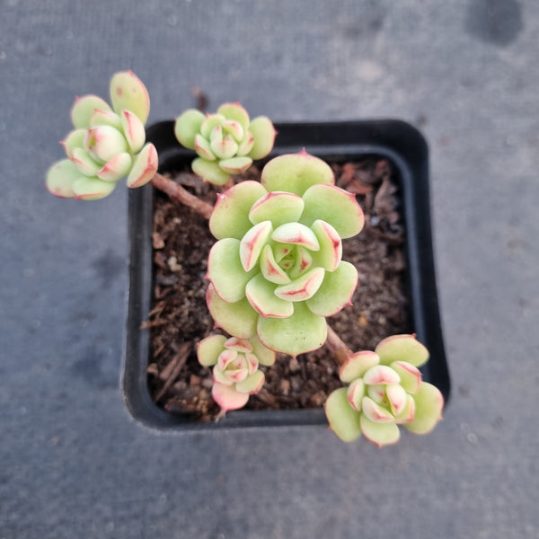 Echeveria cv. Victor 红化妆