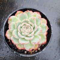 11cm pot Echeveria Suryeon 莎莎女王11cm盆