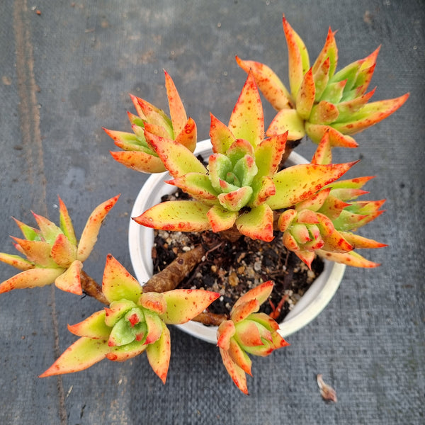 11cm pot Echeveria Agavoides Martin's