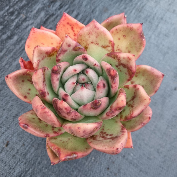 Echeveria Agavoides ‘Vashon’