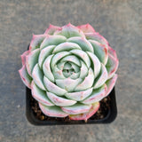 Echeveria Mexican Snowball x E. Violent Queen 墨西哥雪球杂紫罗兰女王