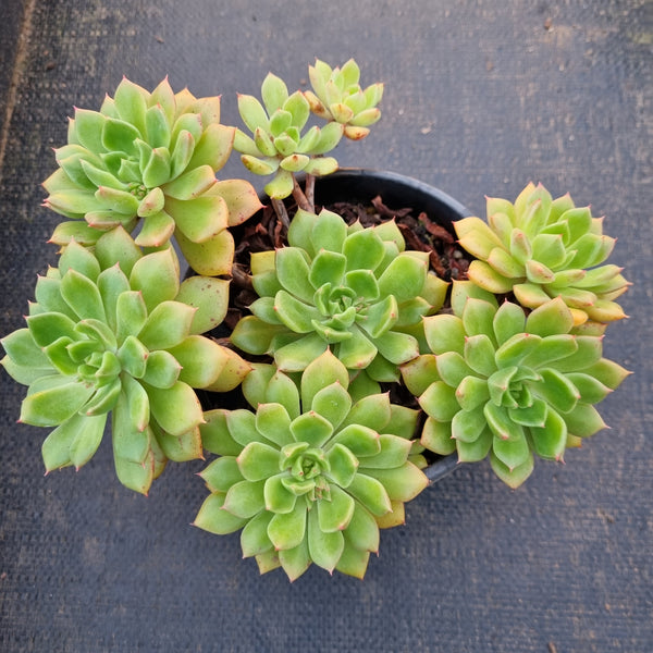 11cm pot Echeveria Blue Wren