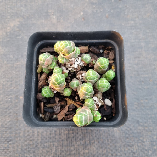 Crassula Barklyi small form  小版玉椿