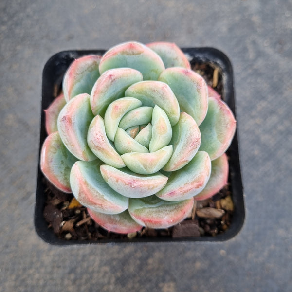 Echeveria 'Selena' 雪花