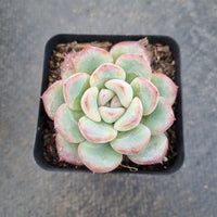 Echeveria 'Brave' 勇敢