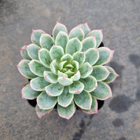 Echeveria Bradburiana 蓝安娜/火焰杯