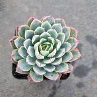 Echeveria Bradburiana 蓝安娜/火焰杯