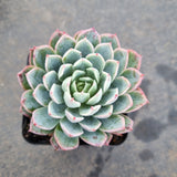 Echeveria Bradburiana 蓝安娜/火焰杯