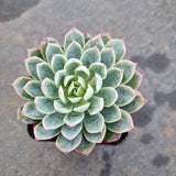 Echeveria Bradburiana 蓝安娜/火焰杯