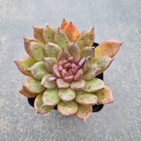 Echeveria Nightfall