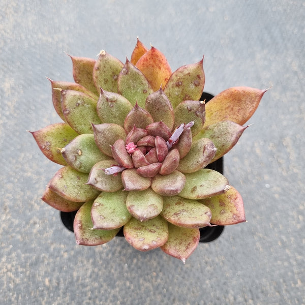 Echeveria Nightfall