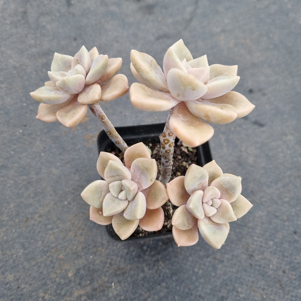 GLGhybrid Graptopetalum Mendozae hybrid 丸姬杂