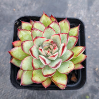 Echeveria pulidonis (Veracruz) 红边灵影