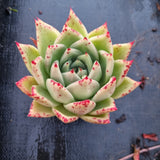 GLGhybrid Echeveria agavoides Ebony hybrid 乌木杂