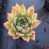 GLGhybrid Echeveria agavoides Ebony hybrid 乌木杂