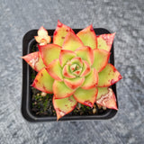 Echeveria agavoides 'Shanghai Night' 夜上海