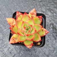 Echeveria agavoides 'Shanghai Night' 夜上海