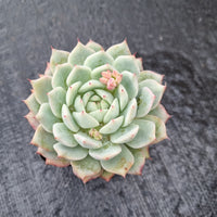 Echeveria Tippy 蒂比