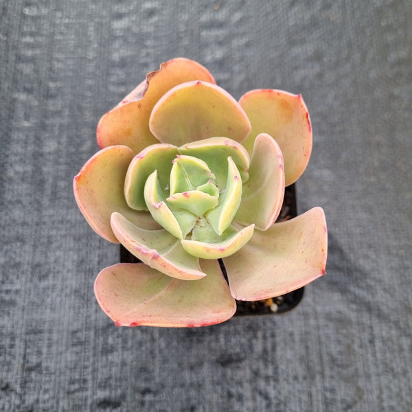 Echeveria Ecuador