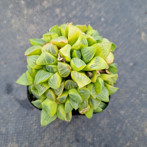 Haworthia sp. 某玉露透亮