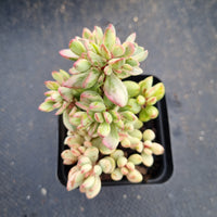 Crassula rogersii variegata 若歌诗锦