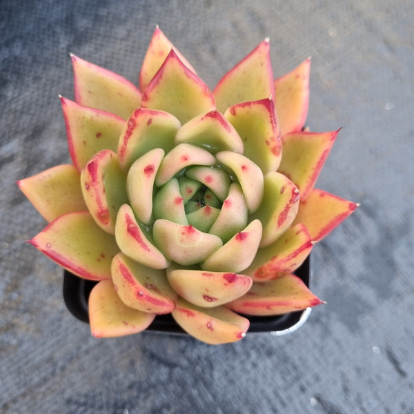 GLGhybrid - Echeveria Agavoides Lipstick aka. Red Edge hybrid 口红杂