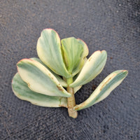 Crassula arborescens Blue Bird variegata cutting