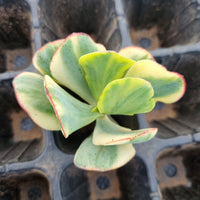 Crassula arborescens Blue Bird variegata cutting