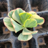 Crassula arborescens Blue Bird variegata cutting