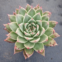 GLGhybrid Echeveria agavoides Ebony hybrid 乌木杂