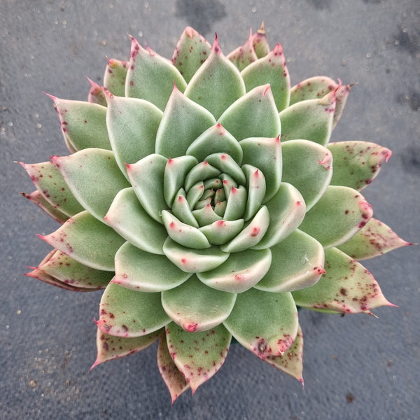 GLGhybrid Echeveria agavoides Ebony hybrid 乌木杂