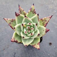 GLGhybrid Echeveria agavoides EbonyX Echeveria cuspidata var. Zaragozae乌木杂黑爪