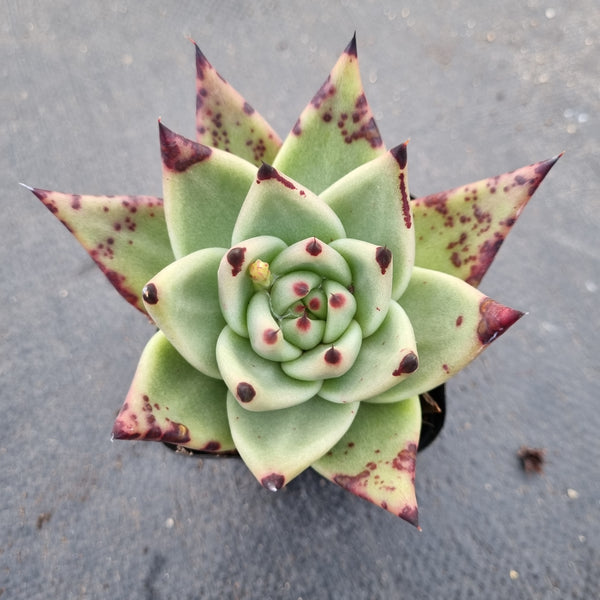 GLGhybrid Echeveria agavoides EbonyX Echeveria cuspidata var. Zaragozae乌木杂黑爪