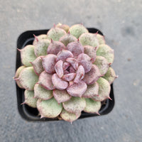 GLGhybrid Echeveria Purple Bloody Maria 紫色血玛