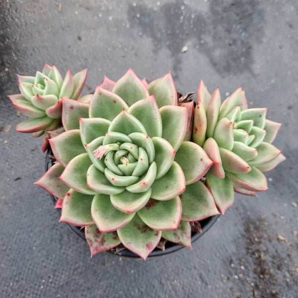 GLGhybrid Echeveria Agavoides hybrid 冬云杂