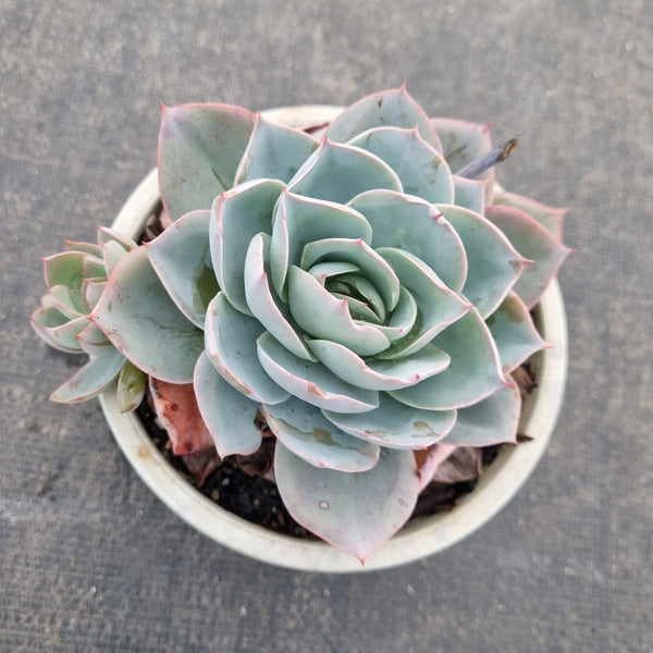 11cm pot Echeveria Cansu 参宿薄荷