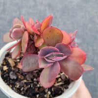 11cm pot Echeveria crested no ID 某包菜缀化